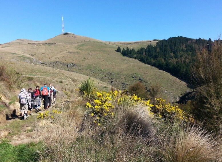 Picture 4 for Activity Christchurch: Packhorse Hut Guided Walk and Scenic Drive