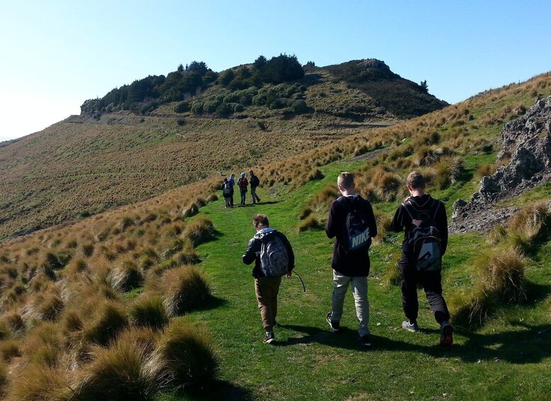 Picture 2 for Activity Christchurch: Packhorse Hut Guided Walk and Scenic Drive