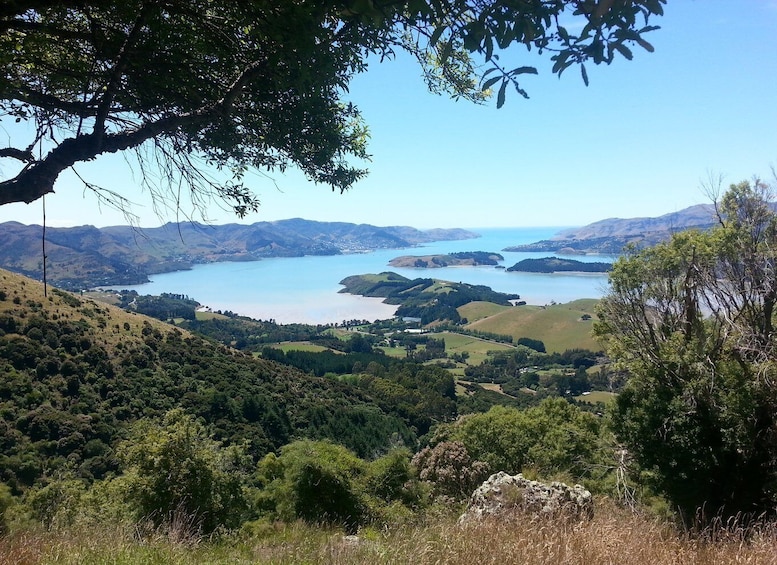 Picture 3 for Activity Christchurch: Packhorse Hut Guided Walk and Scenic Drive