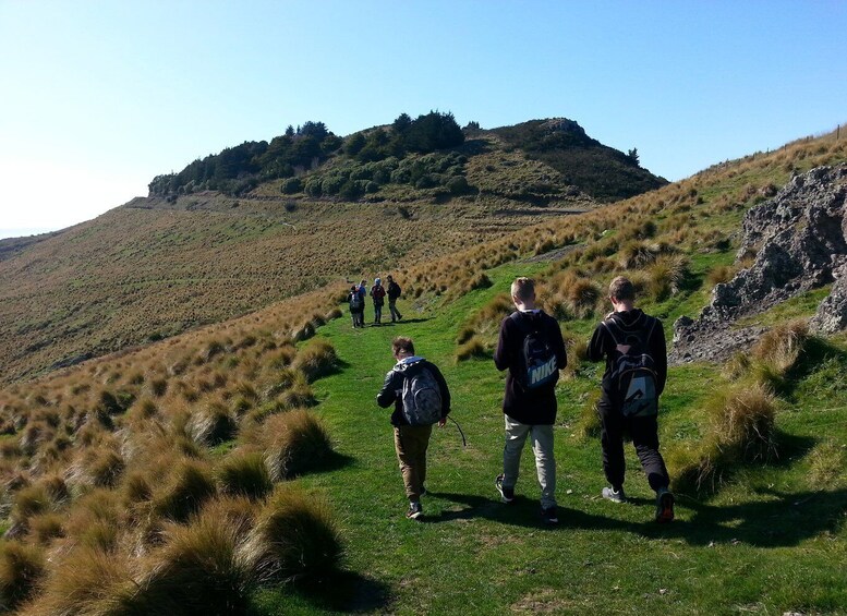 Picture 2 for Activity Christchurch: Packhorse Hut Guided Walk and Scenic Drive