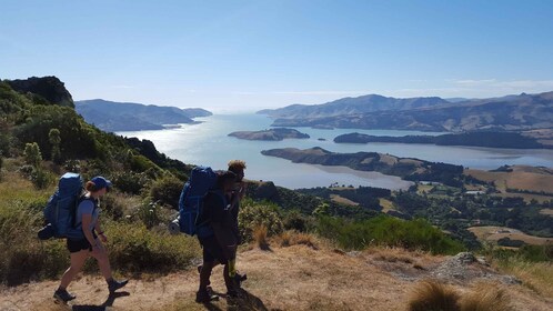 Christchurch : Promenade guidée et route panoramique de Packhorse Hut