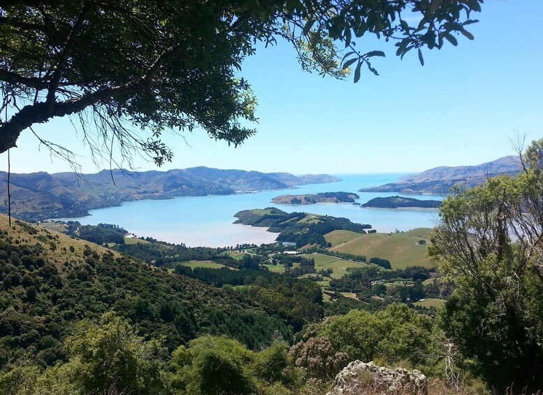 Picture 3 for Activity Christchurch: Packhorse Hut Guided Walk and Scenic Drive