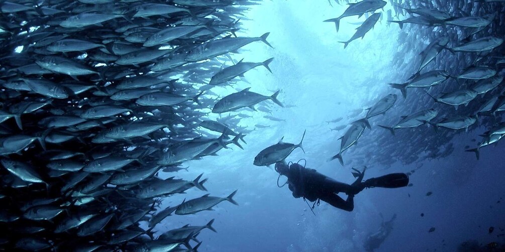 Picture 2 for Activity Cebu: Scuba Diving with Sardines and Pescador Island Snorkel