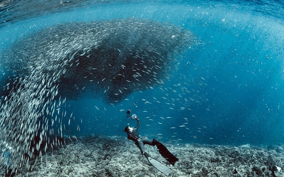 Cebu: Scuba Diving with Sardines and Pescador Island Snorkel