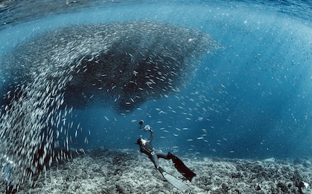 Cebu: Duiken met sardines en snorkelen op Pescador Island