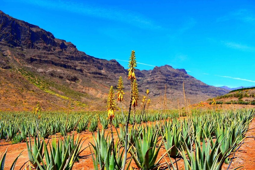 Picture 9 for Activity Gran Canaria Highlights Full-Day Tour by Bus