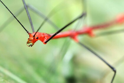 Génova: entrada a la Biosfera