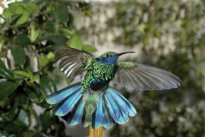 Genova: Biosfera inngangsbillett