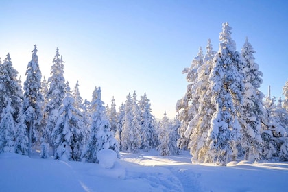 Rovaniemi: recorrido por la naturaleza
