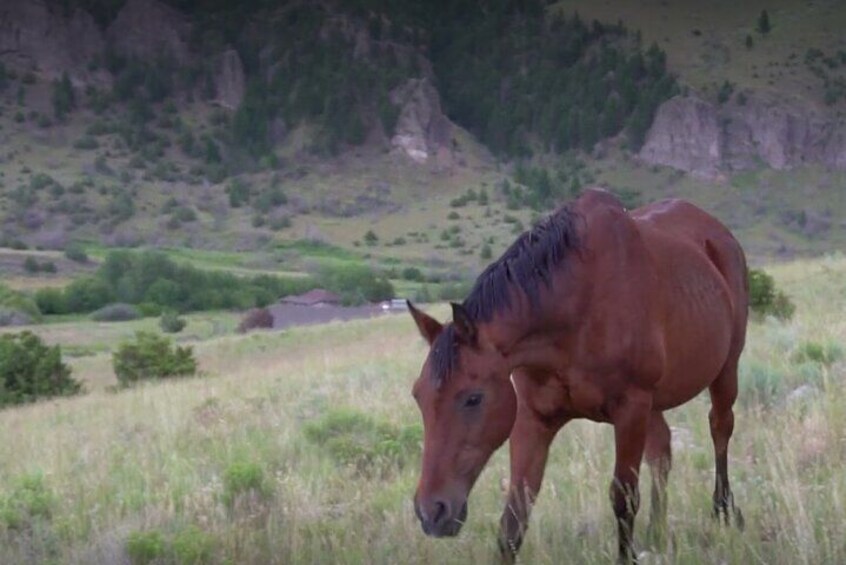 1-Hour Indoor Activity Horsemanship