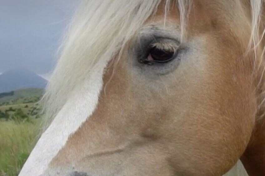 1-Hour Indoor Activity Horsemanship