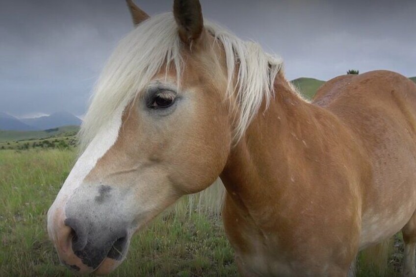 1-Hour Indoor Activity Horsemanship