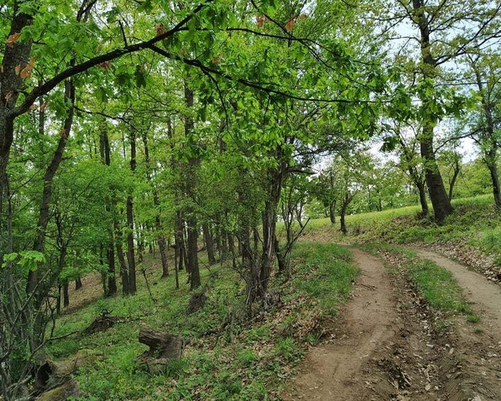 Picture 8 for Activity From Belgrade: Danube Tour and Iron Gate National Park