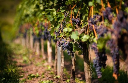 Depuis Bilbao : La Rioja et ses vignobles