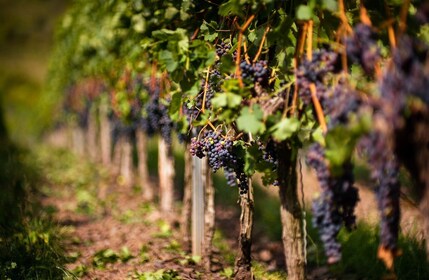 Von Bilbao aus: Tagesausflug zu den Weingütern in La Rioja mit Weinverkostu...