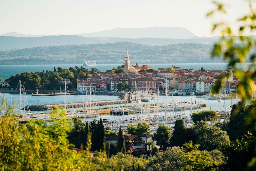 Picture 1 for Activity From Koper: Slovenian Riviera Bus Tour with Food Tastings