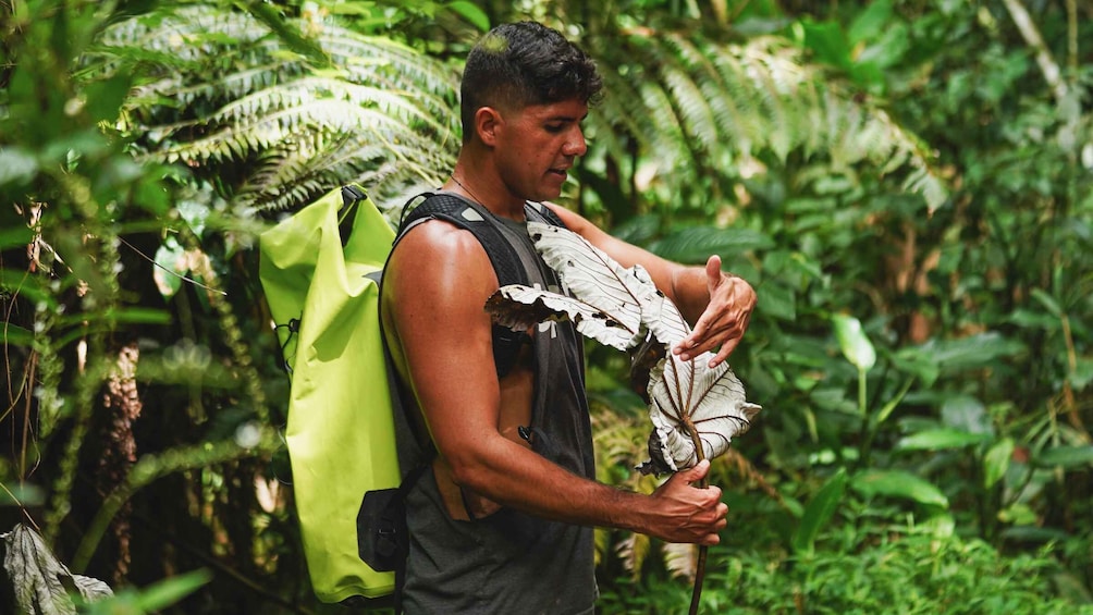 Picture 12 for Activity Fajardo: El Yunque Rainforest Hike and Waterslide Adventure