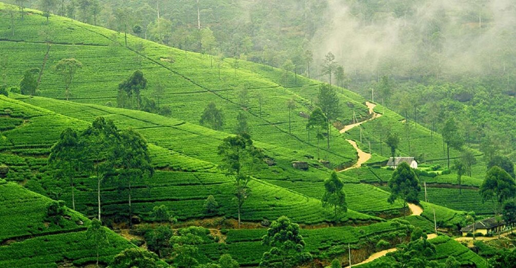 Picture 2 for Activity From Bentota: Kandy Tour with Tooth Temple & Gardens Visit