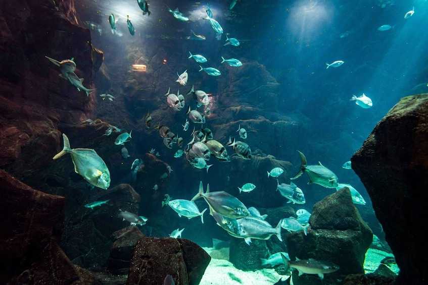 Picture 3 for Activity Porto Moniz: Diving with Sharks and Rays in Madeira Aquarium