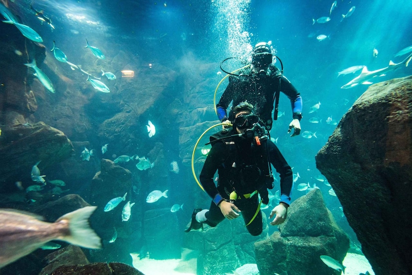 Picture 1 for Activity Porto Moniz: Diving with Sharks and Rays in Madeira Aquarium