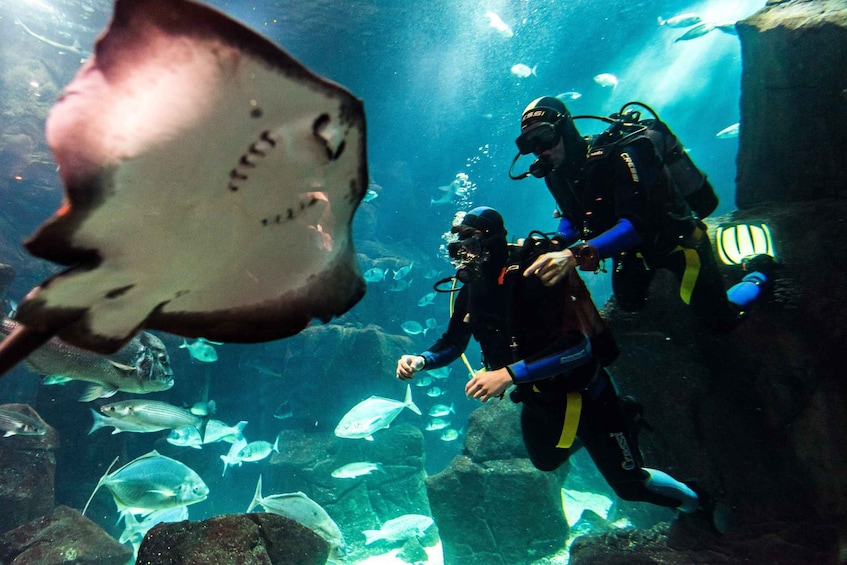 Porto Moniz: Diving with Sharks and Rays in Madeira Aquarium
