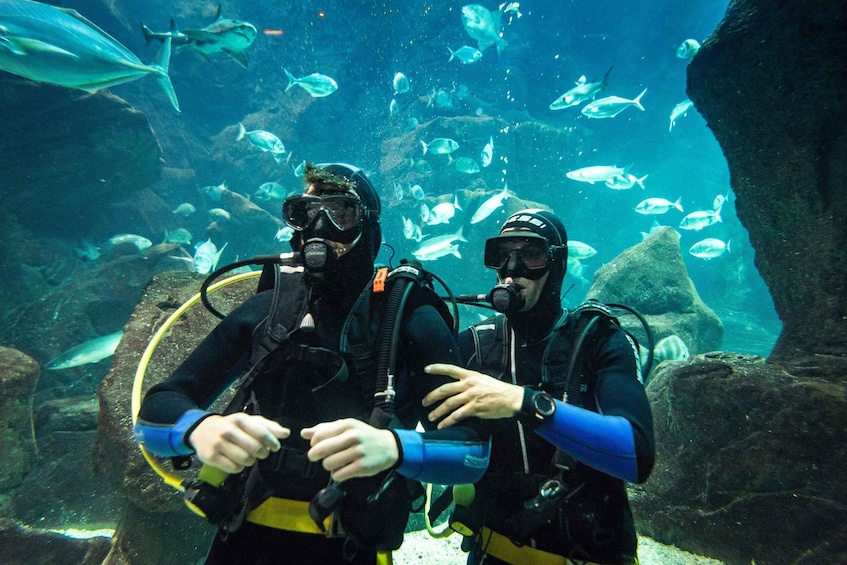 Picture 4 for Activity Porto Moniz: Diving with Sharks and Rays in Madeira Aquarium