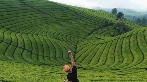 Desde Yogyakarta: tour de 3 días por Java Occidental con plantación de té