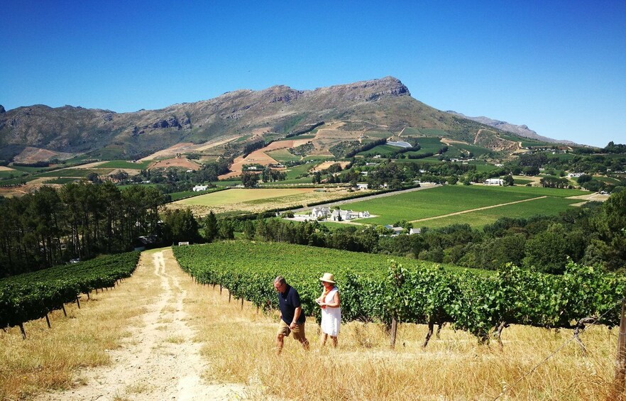 Picture 6 for Activity Western Cape: Winelands Tasting and Cellar Tour with Guide