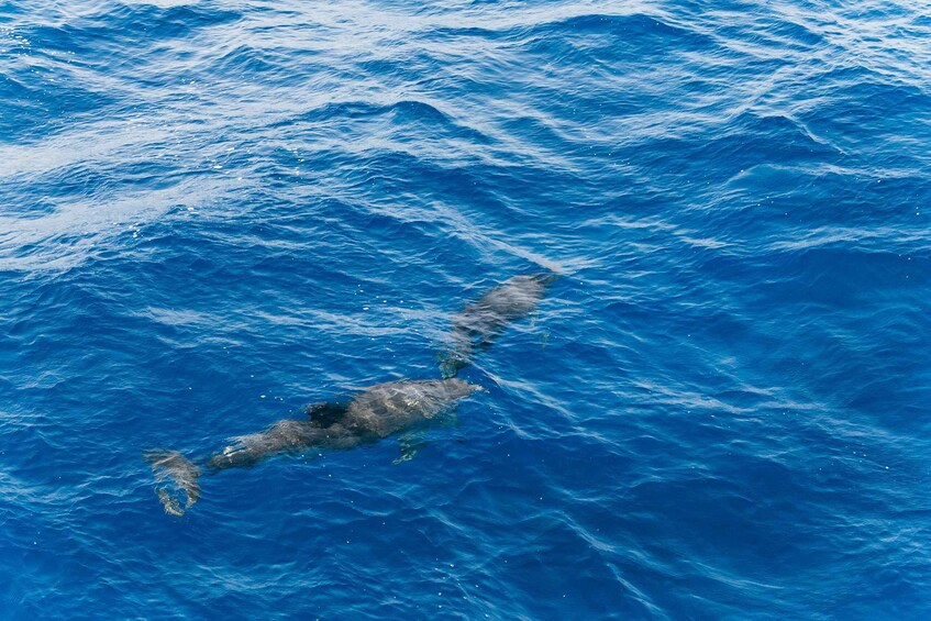 Picture 12 for Activity Fuerteventura: Glass Bottom Boat Cruise with Lunch & Drinks