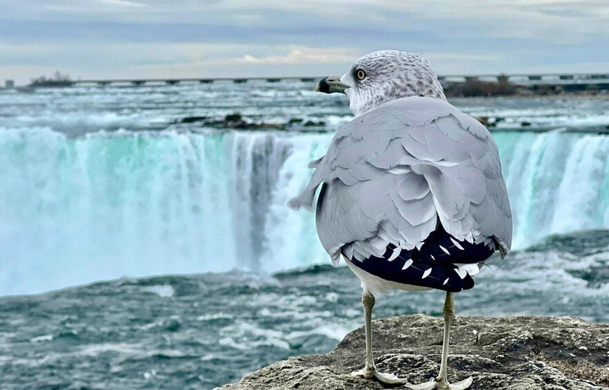 Picture 9 for Activity Toronto: Niagara Falls Tour with Boat Cruise and/or Journey