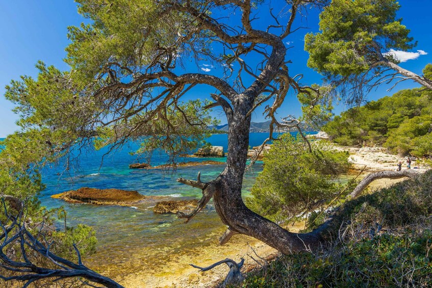 Picture 26 for Activity From Cannes: Round-Trip Ferry to Ste. Marguerite Island