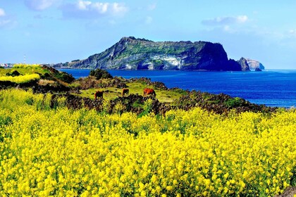 Jeju Island: Customised Private Full-Day Van Tour