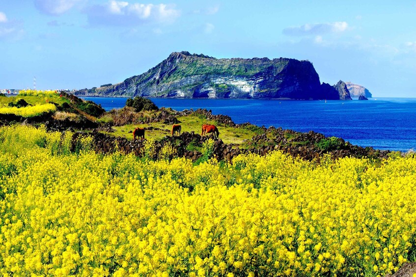 Jeju Island: Customized Private Full-Day Van Tour