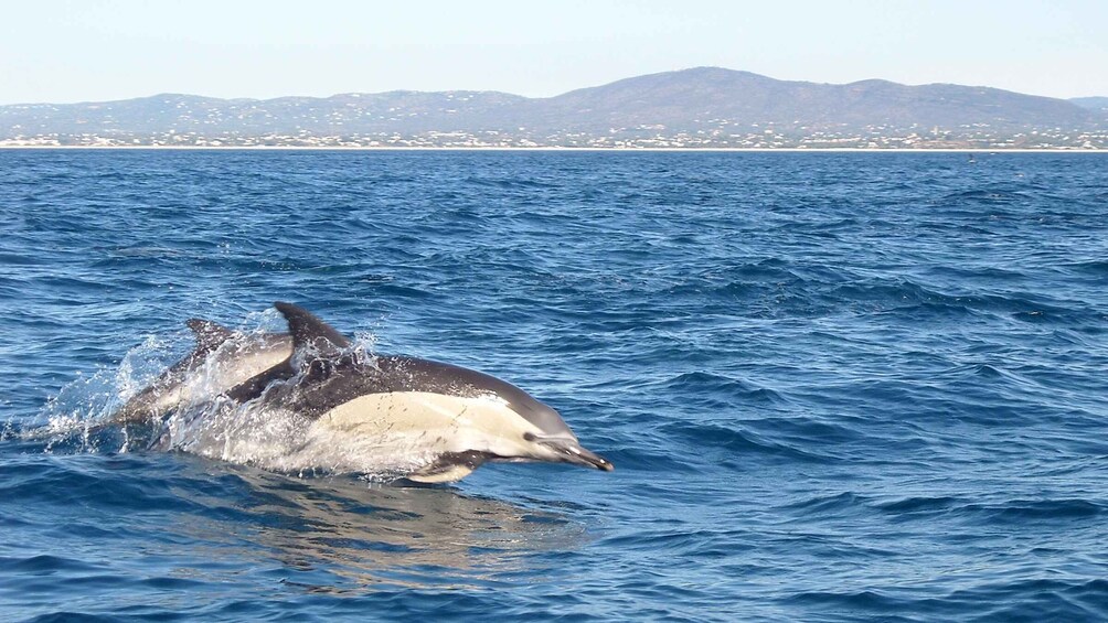 Picture 1 for Activity Cabanas de Tavira: Dolphin Watching Boat Tour