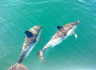 Cabanas de Tavira : Observation des dauphins en bateau