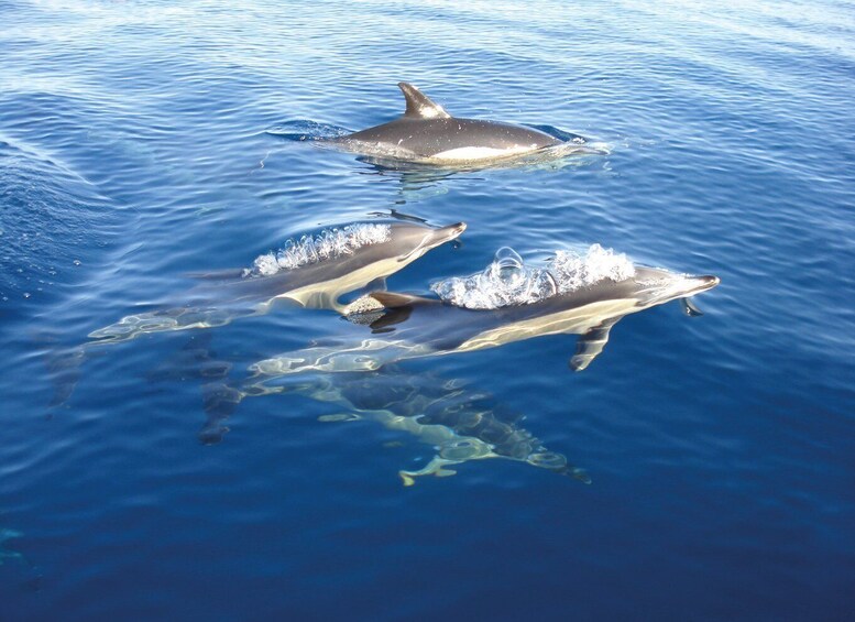 Picture 3 for Activity Cabanas de Tavira: Dolphin Watching Boat Tour