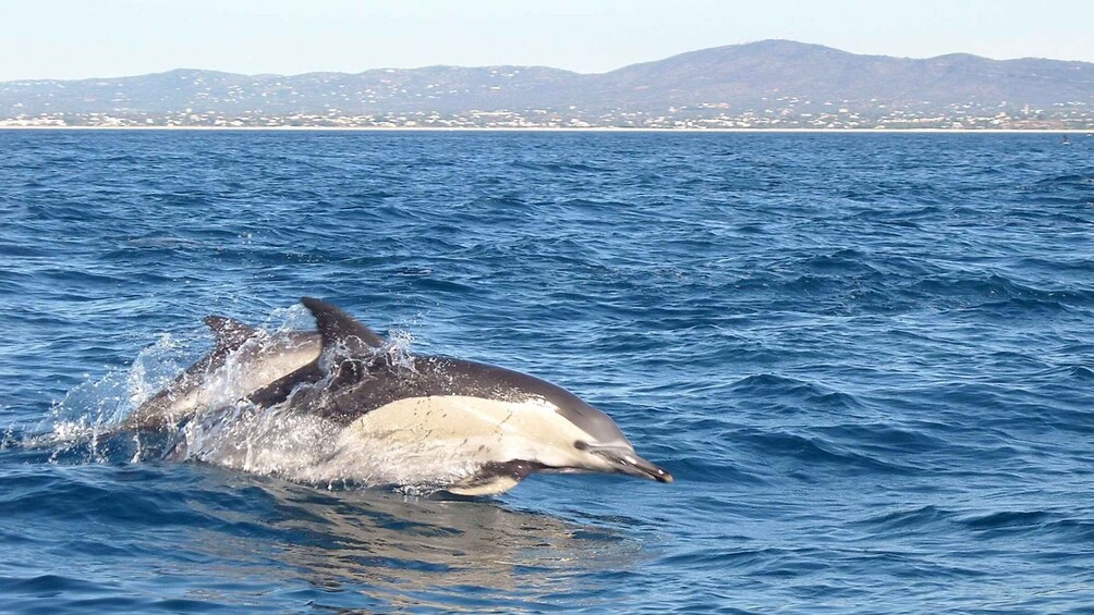 Picture 1 for Activity Cabanas de Tavira: Dolphin Watching Boat Tour