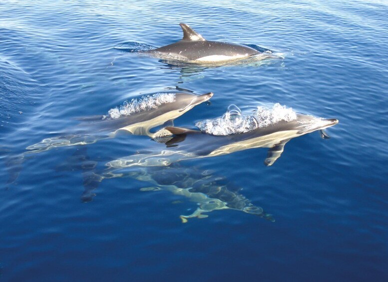 Picture 3 for Activity Cabanas de Tavira: Dolphin Watching Boat Tour