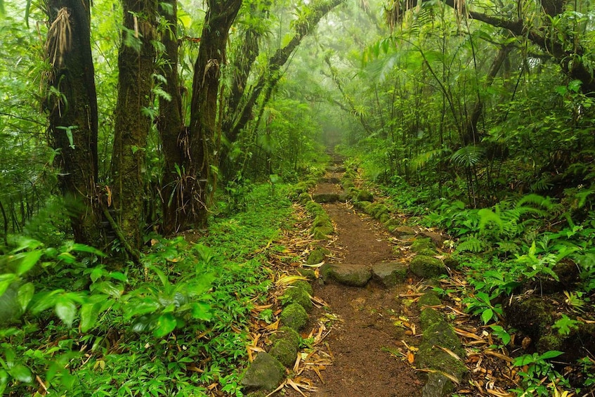 Picture 3 for Activity Mombacho Natural Reserve and Canopy Adventure