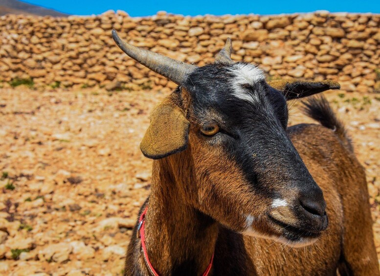 Picture 1 for Activity Fuerteventura: Guided Trekking Tour with Island Goats