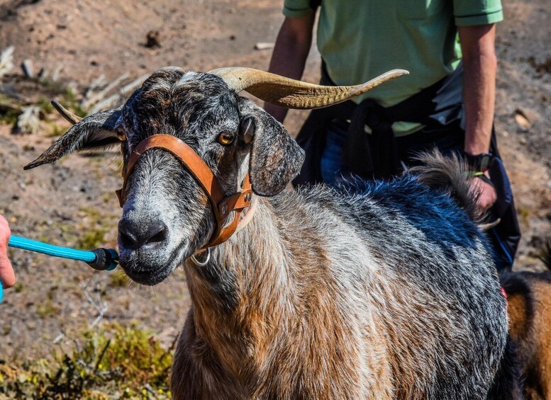 Picture 5 for Activity Fuerteventura: Guided Trekking Tour with Island Goats