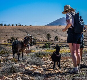 Fuerteventura: Geführte Trekkingtour mit Inselziegen