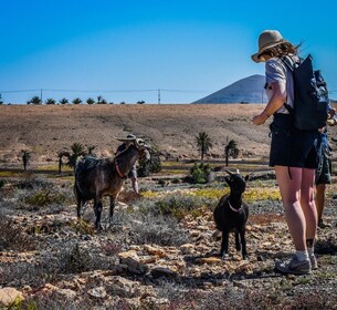 Fuerteventura: Tour guidato di trekking con le capre dell'isola