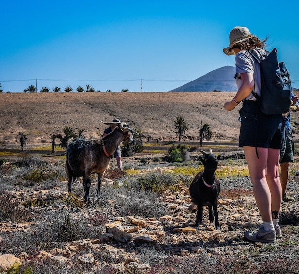 Fuerteventura: Guided Trekking Tour with Island Goats