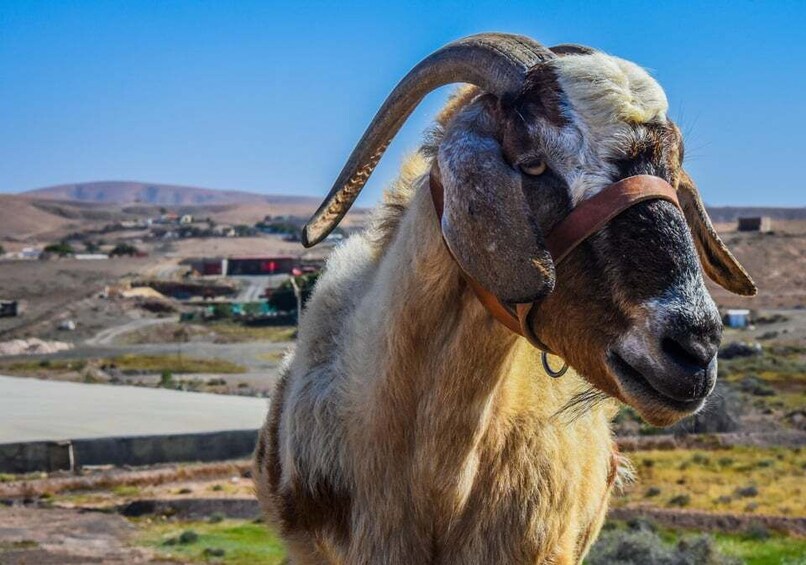 Picture 3 for Activity Fuerteventura: Guided Trekking Tour with Island Goats