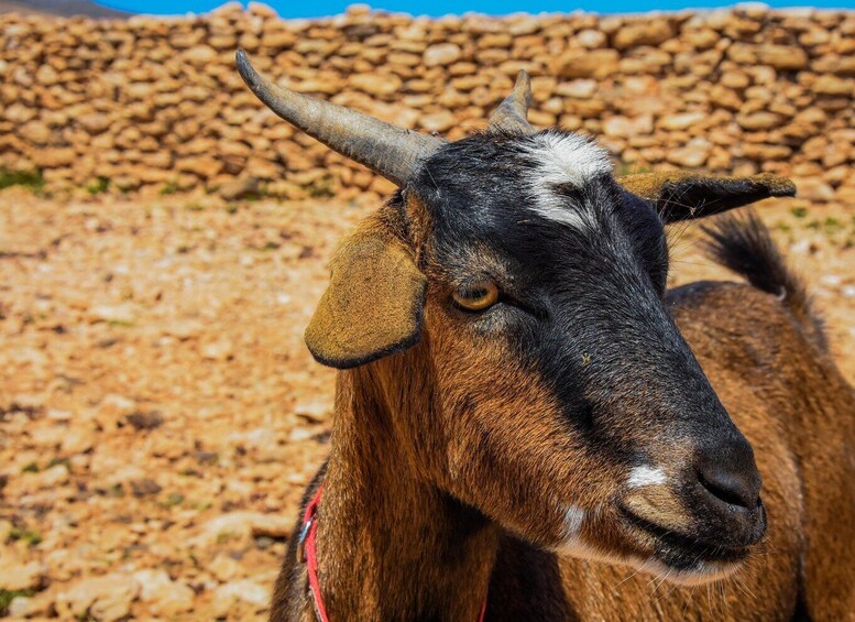 Picture 1 for Activity Fuerteventura: Guided Trekking Tour with Island Goats