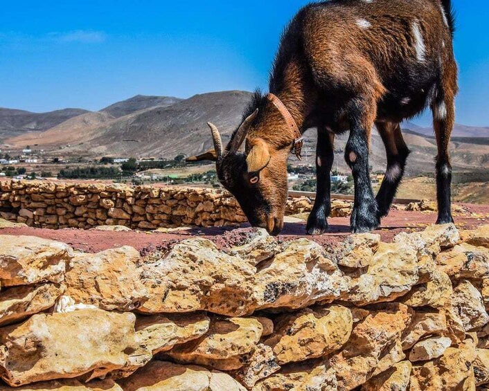 Picture 2 for Activity Fuerteventura: Guided Trekking Tour with Island Goats