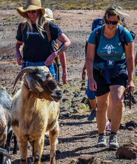 Picture 5 for Activity Fuerteventura: Guided Trekking Tour with Island Goats