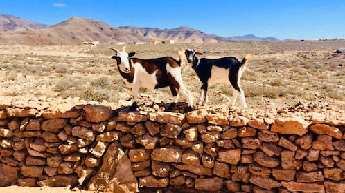 Fuerteventura : Randonnée guidée avec les chèvres de l'île