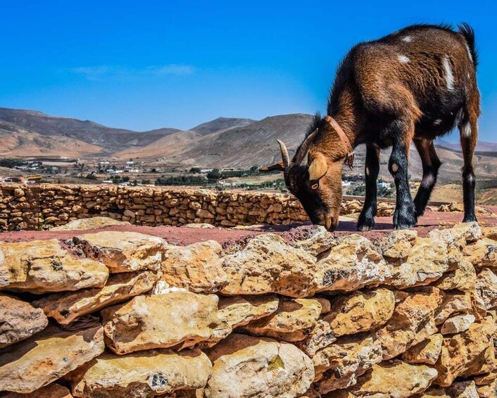 Picture 2 for Activity Fuerteventura: Guided Trekking Tour with Island Goats